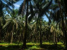 A stand of palm trees.