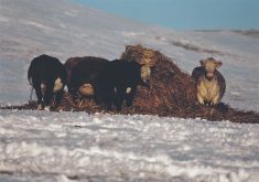 Three cows are gathered around a broken down round bale in the middle of a snowy field.