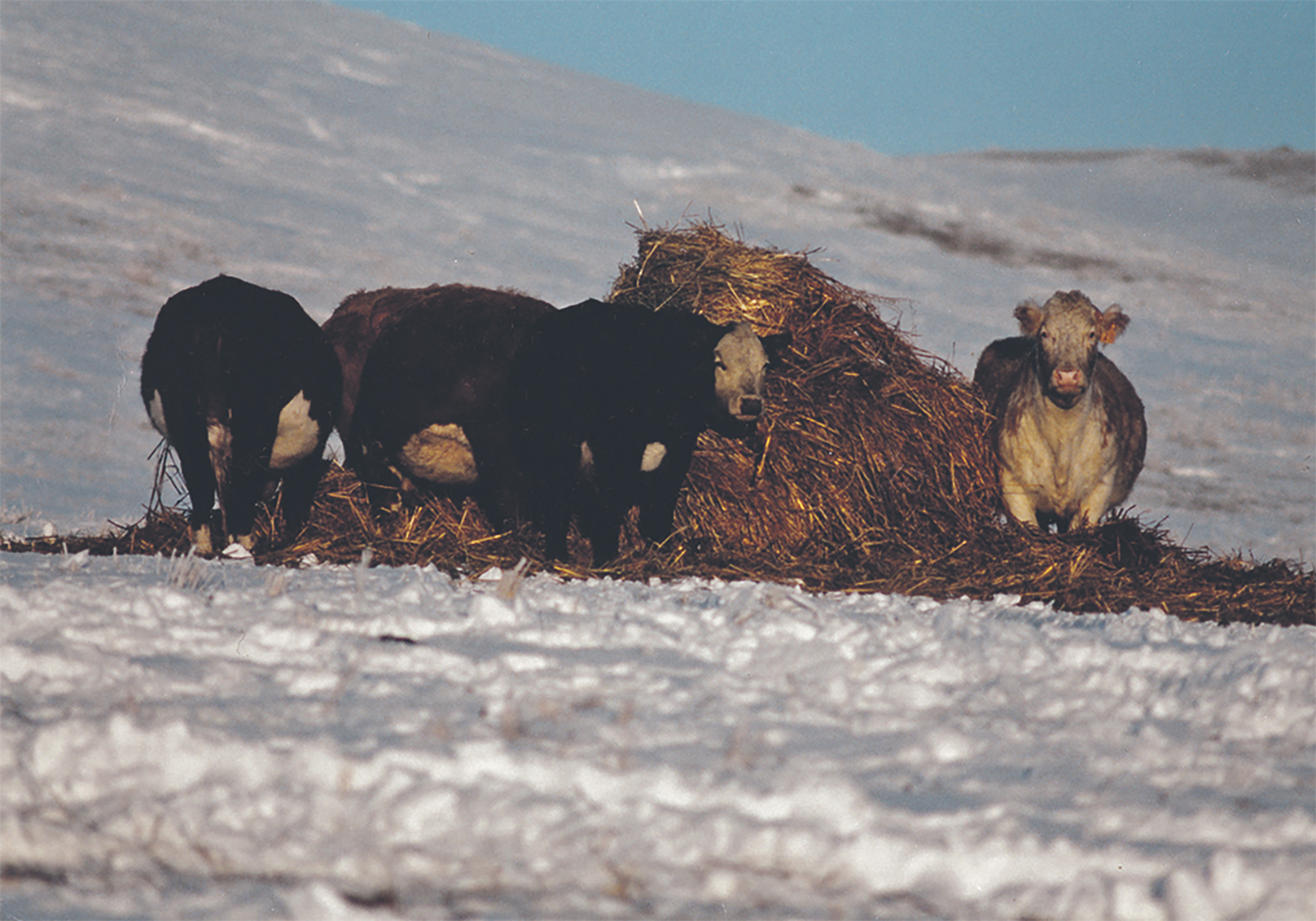 Three cows are gathered around a broken down round bale in the middle of a snowy field.