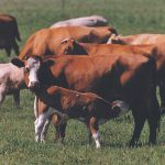 A calf suckles from its mother in a lush green pasture.