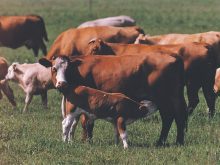 A calf suckles from its mother in a lush green pasture.