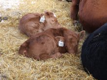 Two young calves lay in straw bedding next to their mothers.