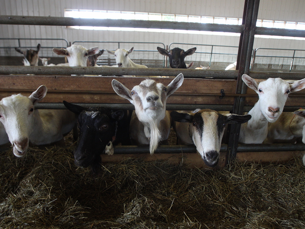 Milking goats at a dairy look curiously at the camera.