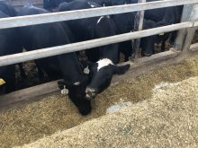 Cattle can easily ingest plastic or twine, causing blockages in their digestive system and leading to software disease. Researchers at Lakeland College are working with a biodegradable net wrap as a possible solution to the problem. | File photo