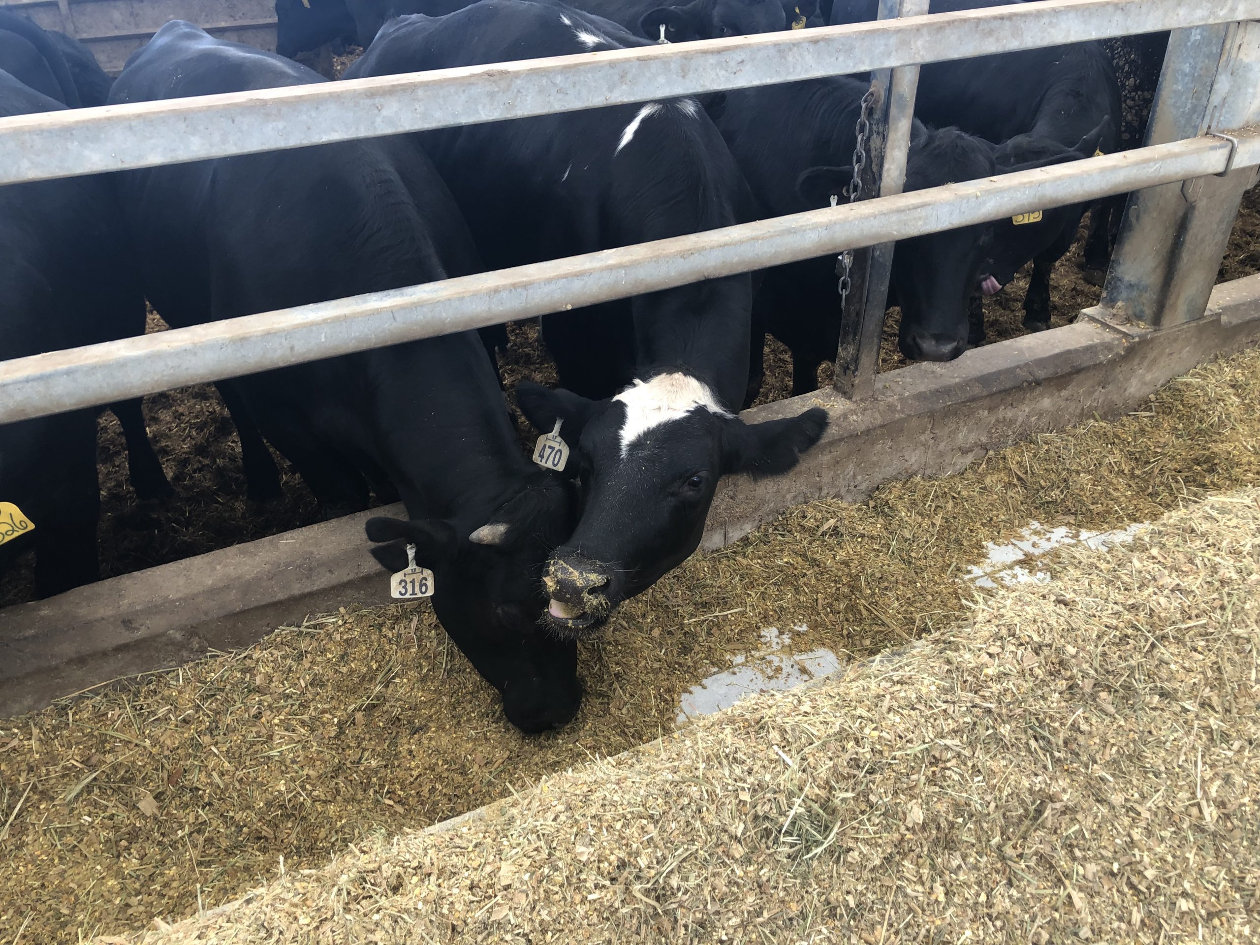 Cattle can easily ingest plastic or twine, causing blockages in their digestive system and leading to software disease. Researchers at Lakeland College are working with a biodegradable net wrap as a possible solution to the problem. | File photo 