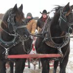 Barry Quam and his daughter, Rusty Rae Woodward, deliver a round bale using horse power in the form of the Belgian-cross team Rita and Rosie.