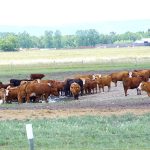 Cattle gather around a small pool of water in the bottom of a dugout.