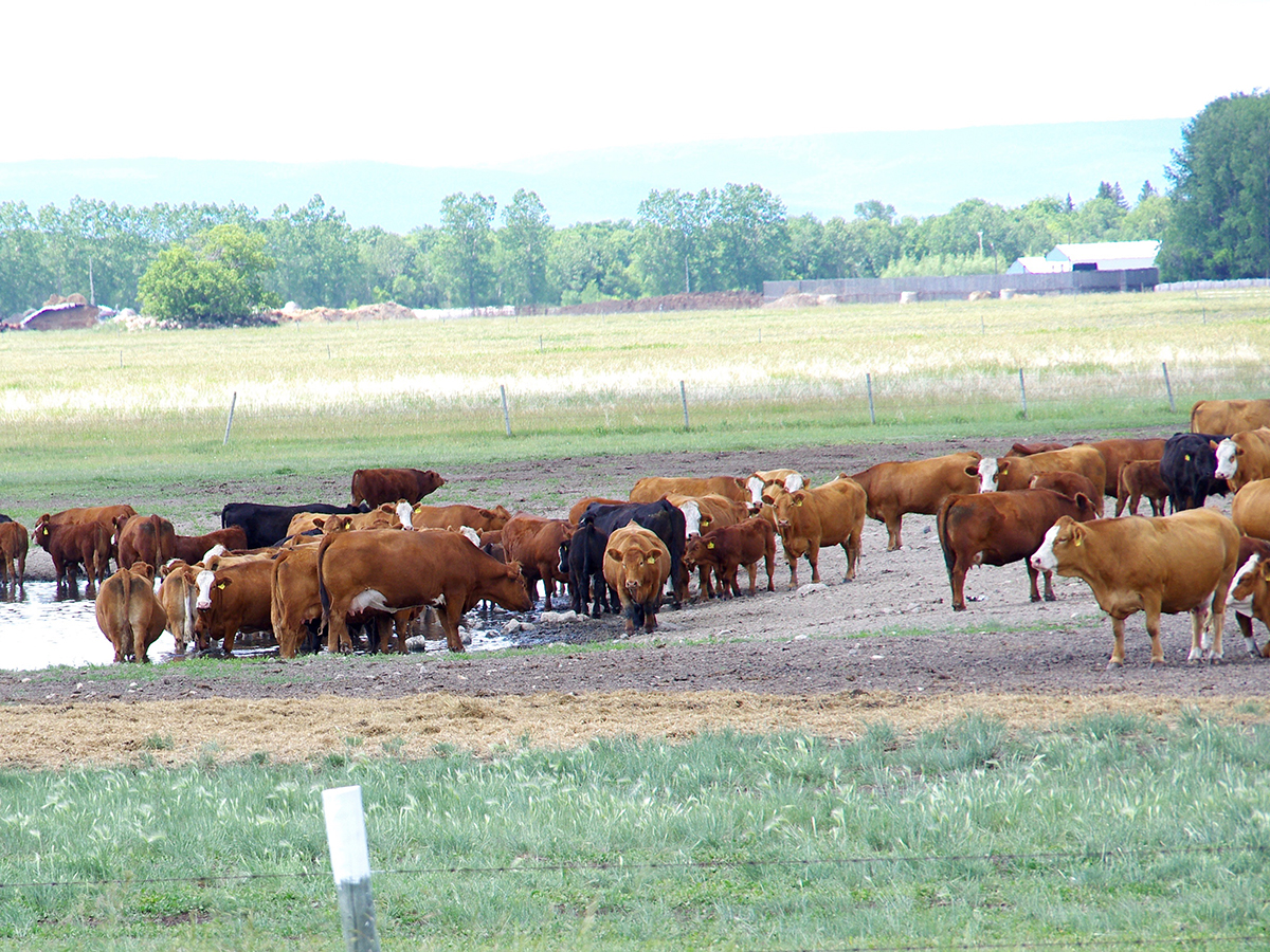 Cattle gather around a small pool of water in the bottom of a dugout.