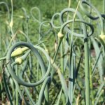 Garlic plants.