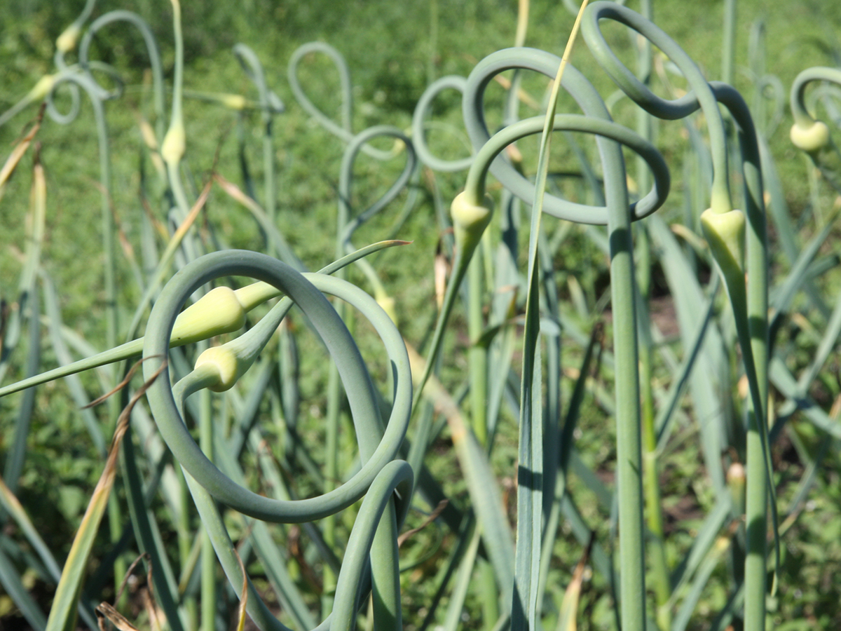 Garlic plants.