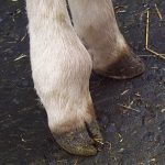 The swollen right front fetlock joint on a calf.