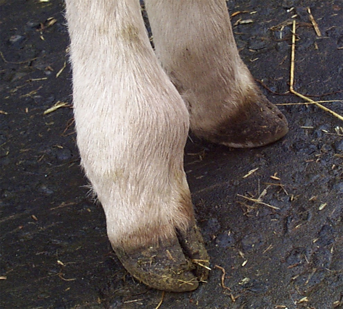The swollen right front fetlock joint on a calf.