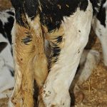 A photo of the rear end of a calf with feces stains on the hair on its hind legs.