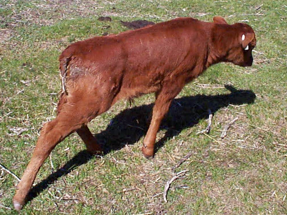 A young calf with feces all over its hind quarters, typical of scours.