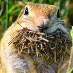 gopher