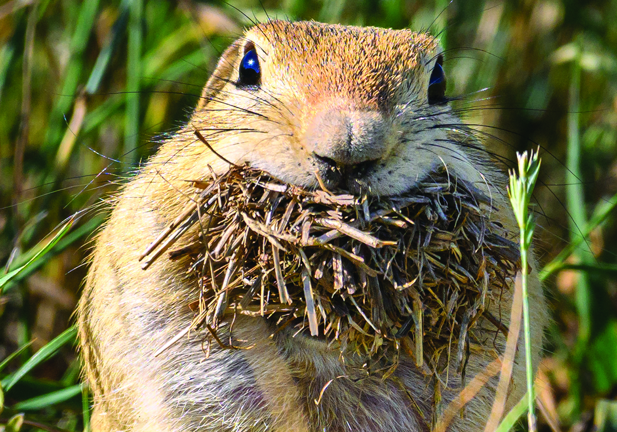 gopher
