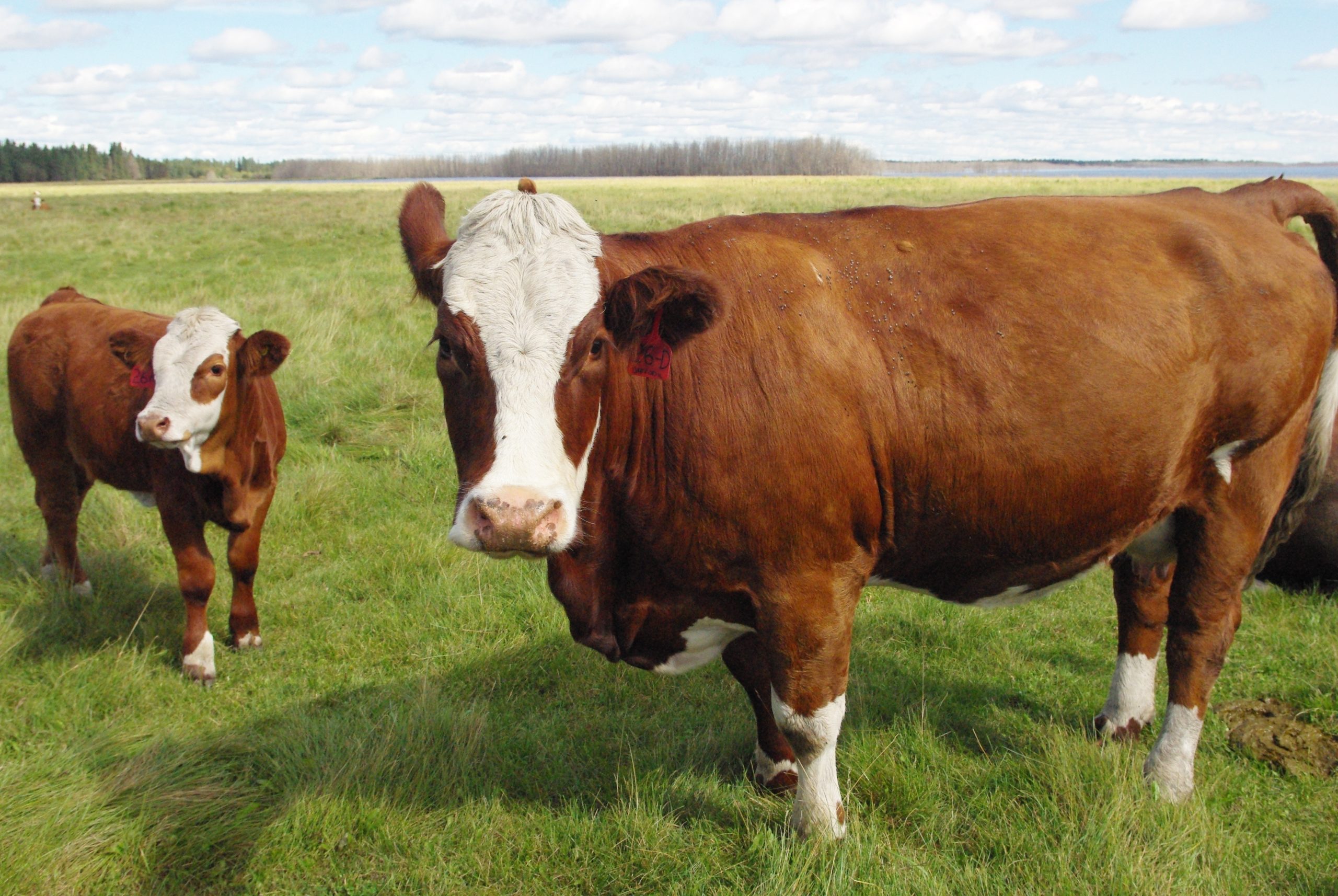 cattle
