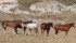 Horses on pasture