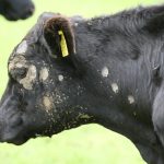 A black cow with several ping-pong ball-sized round scars on its head as the result of ringworm.