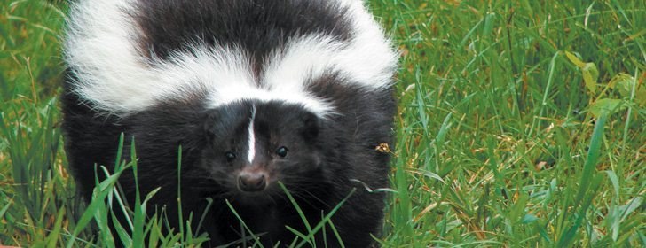 Skunked!
