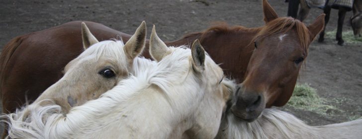 Equine herpes virus-1 can cause several diseases in horses.  |  File Photo