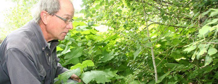 Ken Wright checks plants growing in the nursery west of Calgary. He and his wife planted wild strawberries as ground cover. They have designed their gardens and the nursery using only native plants and created a setting with layers of low lying plants, mid-sized bushes and tall trees that could live for hundreds of years. | Barbara Duckworth photo