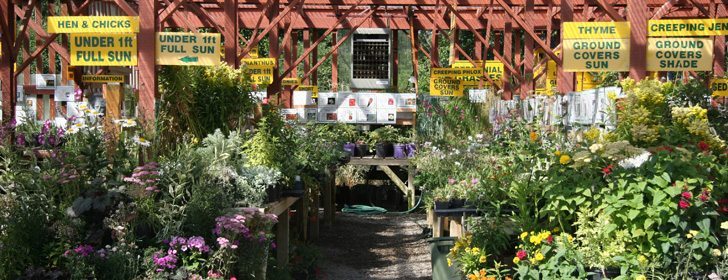 Customers are invited to learn more about the plants they buy for their home gardens when they come to Vale’s Greenhouse. Plants come with complete descriptions of their history as well as how to make them survive in southern Alberta. | Barbara Duckworth photo
