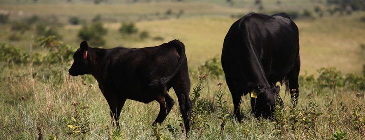 Naturally raised cattle find good markets