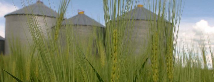 If markets now controlled by the Canadian Wheat Board are deregulated as is currently the plan, the president of Louis Dreyfus said more barley grown in Canada will be shipped to the United States.  |  File Photo