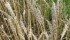 Spraying for fusarium worth its weight