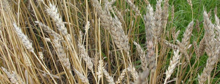 Spraying for fusarium worth its weight