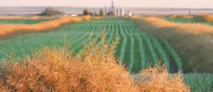 Domestic and export demand for canola is excellent but stocks of other crops are comfortable and markets are spooked by global financial instability.  |  File photo