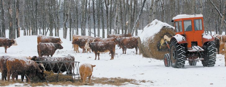 The market is signalling it is time to start expanding cown herds but it will take time for producers to regain confidence in the industry. | File photo
