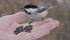 A cold, snowy winter last year sent birds to the city looking for food. People responded, sending bird food prices skyrocketing. | File photo