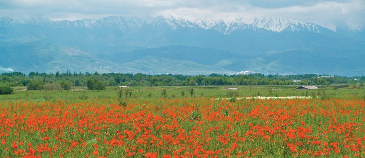 Thebaine poppies produce alkaloids that can be processed into painkilllers and are different from opium poppies from which heroin can be made.  |  File photo