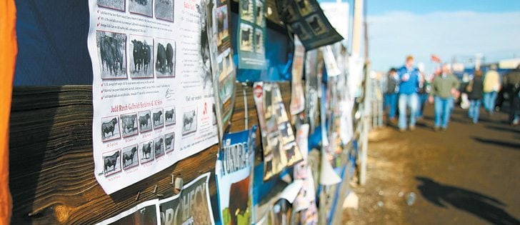 The best place to do business is “in the yards,” an outdoor showcase of cattle and equipment at the National Western Stock Show in Denver, Colorado. Walls are covered with ads from ranches attending the 16 day event.  |  Barbara Duckworth photo