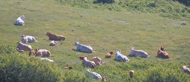 Previous studies indicate beef’s environmental impact has been reduced by 30 percent with improved animal productivity.  |  File photo