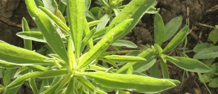 Hugh Beckie, a scientist with Agriculture Canada, has confirmed that kochia pulled from three chem-fallowed fields in southern Alberta that had received multiple applications of glyphosate is resistant to the popular Group 9 herbicide. (File photo)