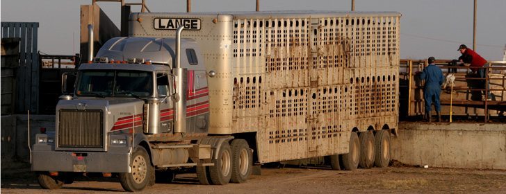 Information from the Canadian Cattlemen’s Association suggests that Canadian exports of feeder and fed cattle dropped by 880,000 head in the year and a half after country-of-origin labelling was implemented in the United States.  |  File photo