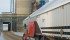 Under existing regulations, unregistered wheat varieties delivered to Canadian elevators must be declared as unregistered before they are unloaded. The wheat is automatically downgraded to feed. | File photo