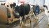 Dairy Farmers of Canada has launched a website to deflect critics of supply management. | File photo