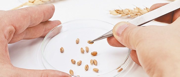 Advances in wheat research rely on public and private sector co-operation, says an industry expert.  |  File photo