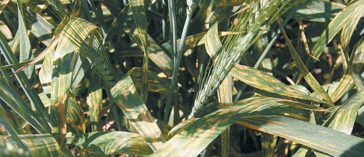 Practise good crop rotations and weed control to prevent stripe rust fungus from finding a good place to overwinter, says an Alberta Agriculture pathologist.  |  File photo