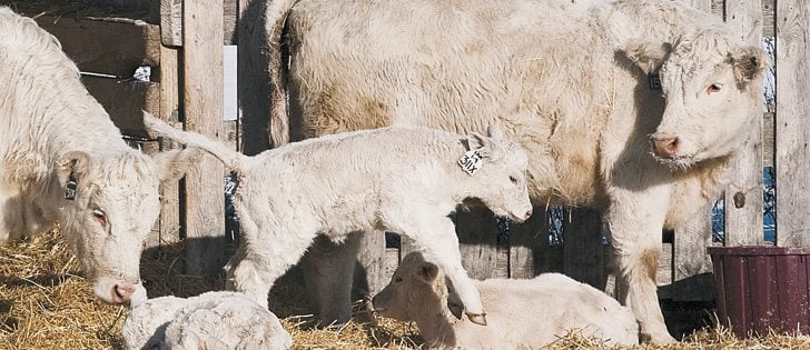 A 2005 beef audit showed tenderness, consistency and marbling scores have not changed much in 15 years. A new beef audit is still under analysis, but meat scientists say the beef industry must make changes to compete with pork and poultry in consumer markets.  |  William DeKay photo