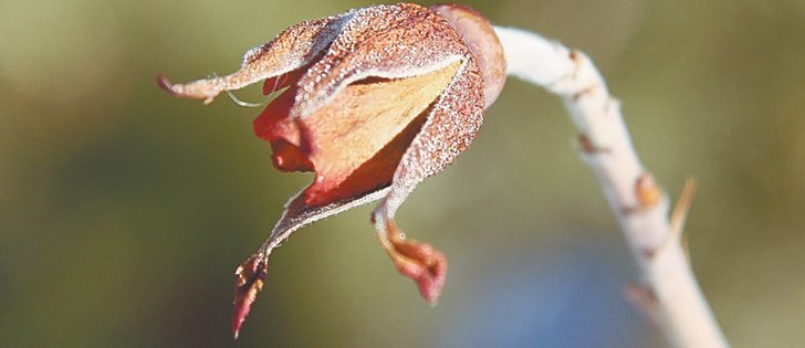 Patricia Turanich of Fort Saskatchewan, Alta., believes something strange is going on to make her plants bud.   |  Mary MacArthur photo