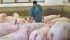 Animal welfare concerns have prompted some hog producers to move to open housing systems. | File photo