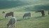 Overgrazed pastures are all too common on the Prairies, so it’s important to calculate the carrying capacity of a field before turning out cattle or horses.
| File photo