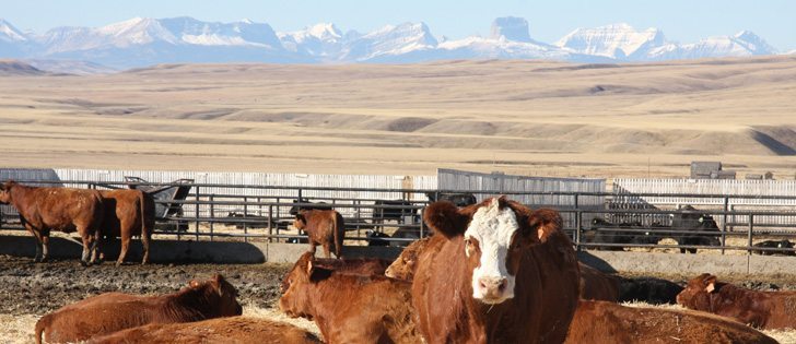 A large American farm organization says it is in livestock producers’ best interests to resolve issues surrounding country- of-origin labelling and not appeal last year’s World Trade Organization ruling.  | File photo