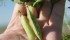 Lentils and peas from southern Alberta are showing signs of hard seed, said Sarah Foster of 20/20 Seed Labs in Nisku, Alta. | File photo