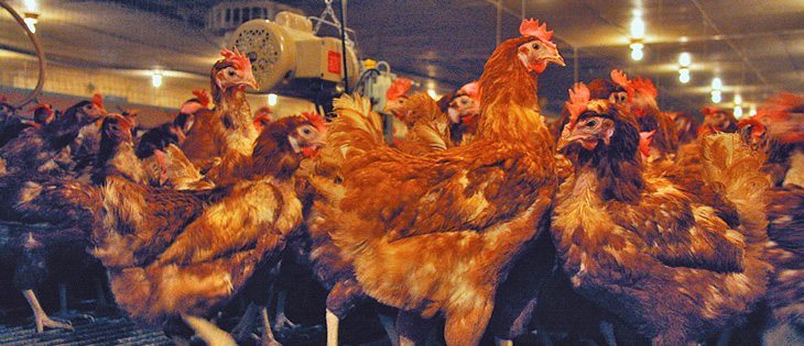 Hog, sheep and dairy groups are opposed to legislation dictating how producers must care for animals or what practices are allowed. | File photo